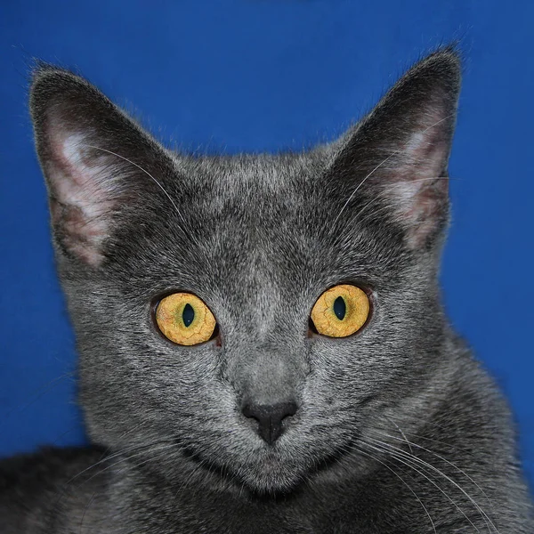 Olhos Gato Sempre Fascinante — Fotografia de Stock