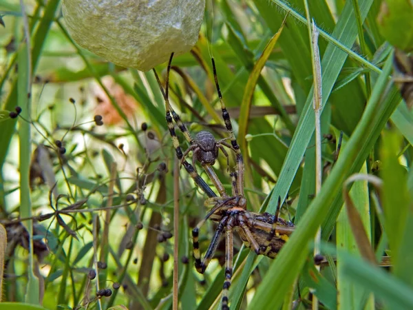 Araña Wasp Absorbida Por Una Pequeña Araña Cangrejo —  Fotos de Stock