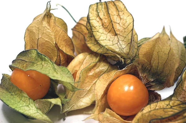 Feche Acima Vista Planta Physalis — Fotografia de Stock