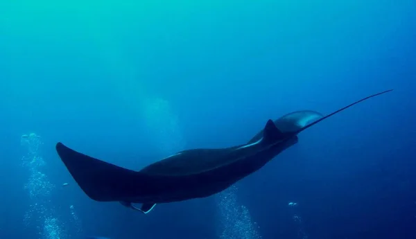 深海に潜るマンタレイフィッシュ — ストック写真