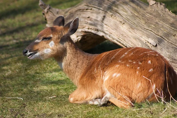 Een Jong Hert Het Gras — Stockfoto