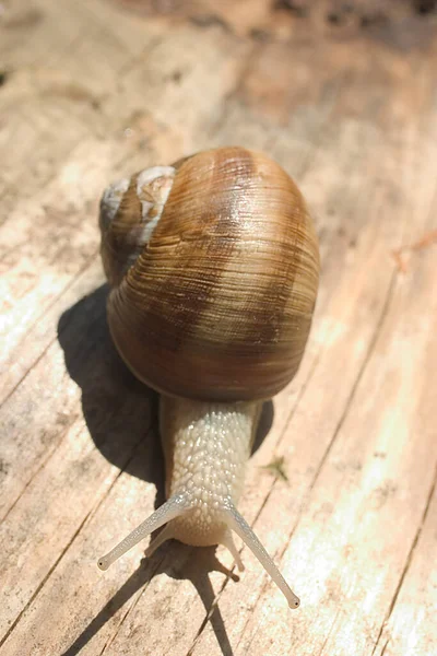 遅いカタツムリ スリムな動物 — ストック写真