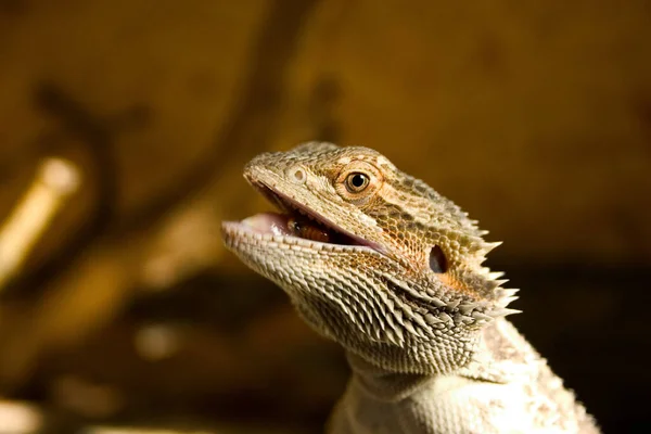 Vida Selvagem Lagarto Animal Réptil — Fotografia de Stock