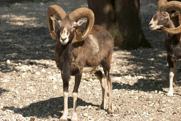 Capricornio Animal Salvaje Cabra Con Cuernos — Foto de Stock