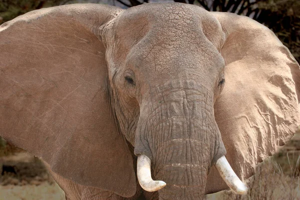 Kenii Masai Mara — Zdjęcie stockowe