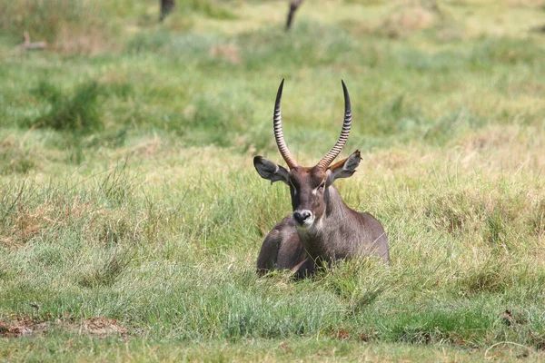 Kenya Kenya Wasserbock Masai Mara Ulusal Parkı Nda Kaydedildi — Stok fotoğraf