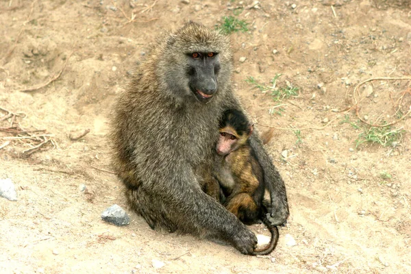 Zvířecí Témata Opice Přírodě — Stock fotografie
