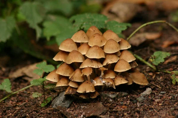 Cabeza Azufre Hojas Humeantes — Foto de Stock