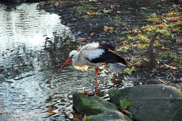 Schilderachtig Uitzicht Prachtige Ooievaar Vogel Natuur — Stockfoto