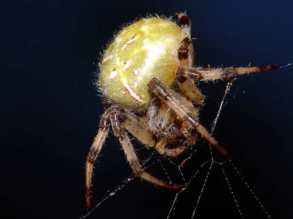 Nahaufnahme Von Wanzen Der Wilden Natur — Stockfoto