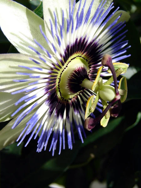 美しい花 花のコンセプトの背景 — ストック写真