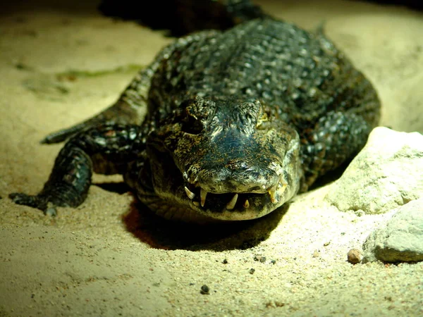 Jacaré Crocodilo Animal Predador Anfíbio — Fotografia de Stock