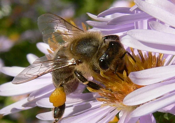 Nahaufnahme Von Insekten Der Natur — Stockfoto