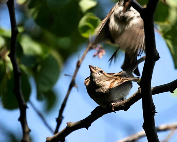 Lkbaharda Dalda Bir Kuş — Stok fotoğraf