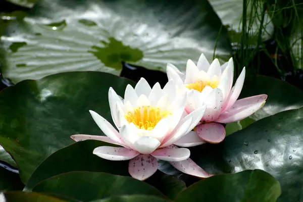 Lilia Wodna Kwiat Lotosu — Zdjęcie stockowe