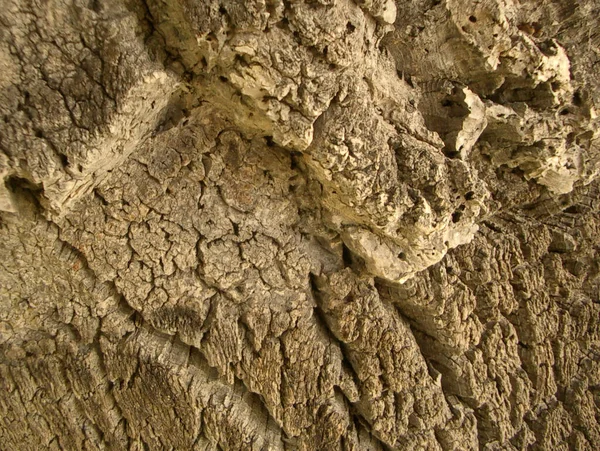 Fondo Textura Madera Vieja — Foto de Stock