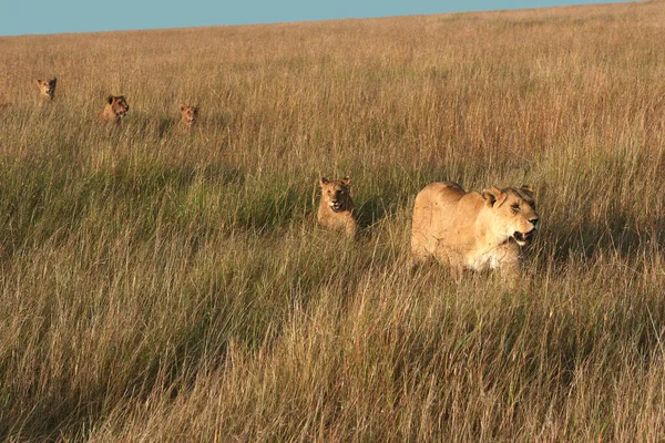 Hohen Gras Geht Das Löwenrudel Auf Die Jagd — Stockfoto