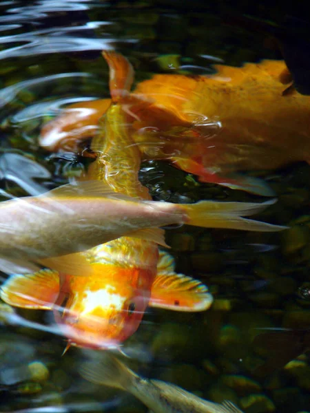 Ikan Koi Ikan Danau Asia — Stok Foto