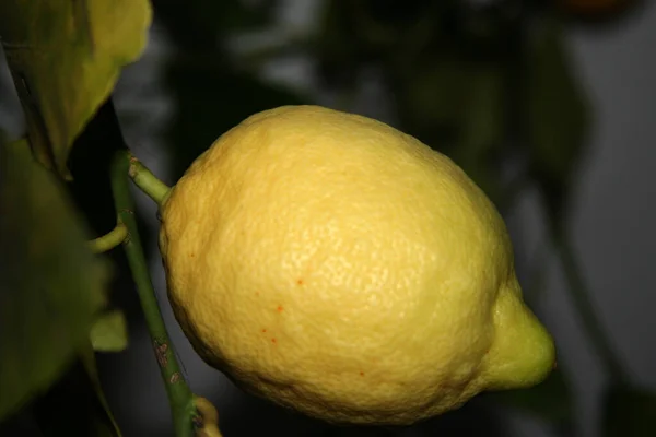 Closeup Citrus Fruits — Stock Photo, Image