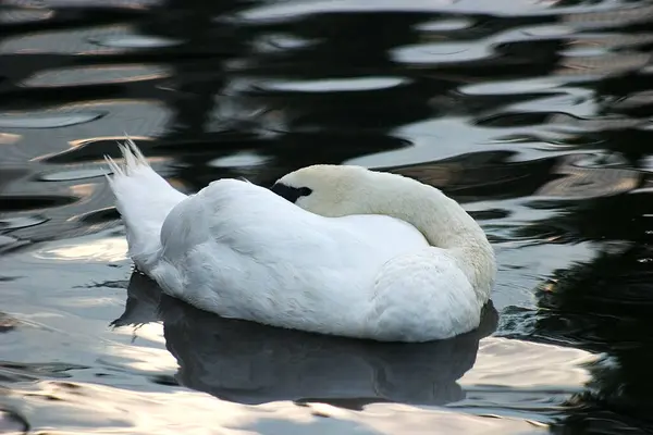 Vista Aswanscenic Cisne Majestoso Natureza — Fotografia de Stock