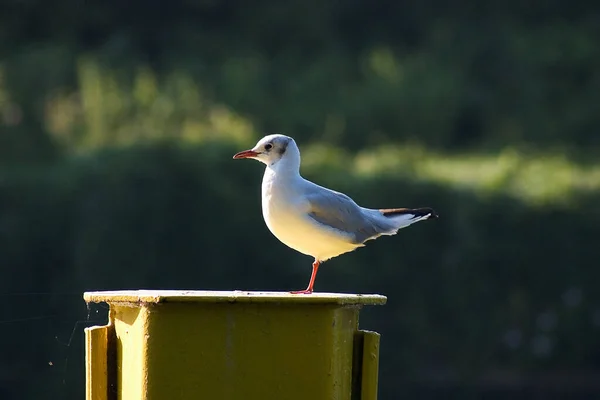 Seagull Bollard — стоковое фото