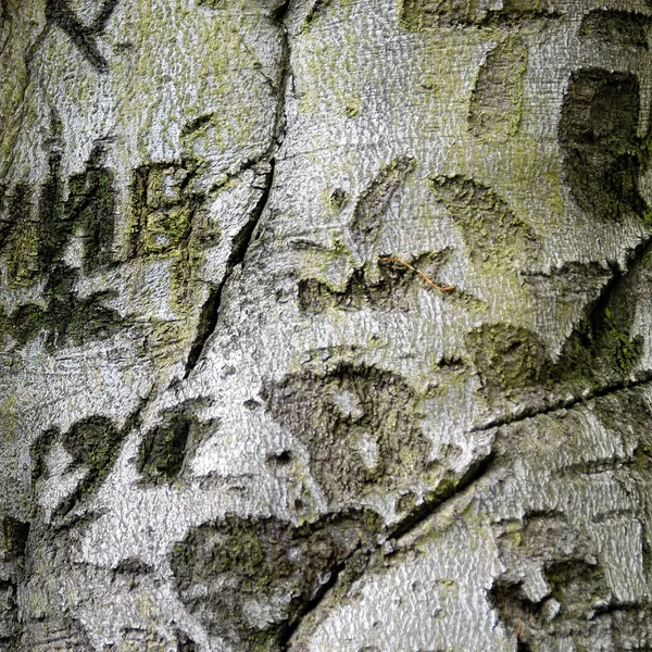 Текстура Ствола Дерева Кора Поверхности — стоковое фото