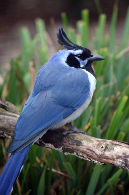 A magnificent guy! Rarely has a shoot been so much fun for me,thanks to the model ,-)  This bird is a black-throated magpie (Calocitta formosa colliei),which is found in Central America (Mexico). Magpies live in Fami clipart