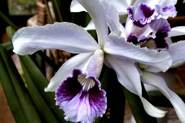 Laelia Purata Mentzii Graciana — Foto Stock