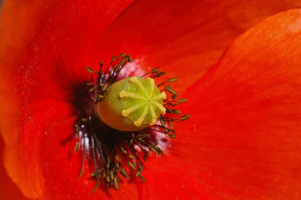 Sommerblume Mohnblütenblätter Flora — Stockfoto