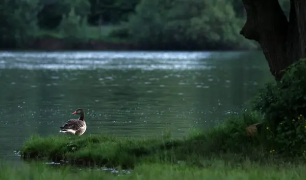 Vacker Utsikt Över Vacker Fågel Naturen — Stockfoto