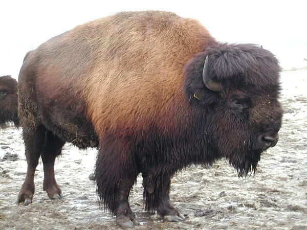 Bisonte Zoológico — Foto de Stock