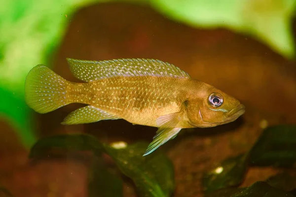 Meeresthema Tapete Unterwasser Aufnahme — Stockfoto