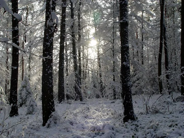 Bosco Invernale Montagna — Foto Stock