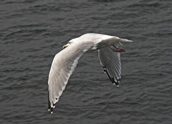 Vacker Utsikt Över Vacker Fågel Naturen — Stockfoto