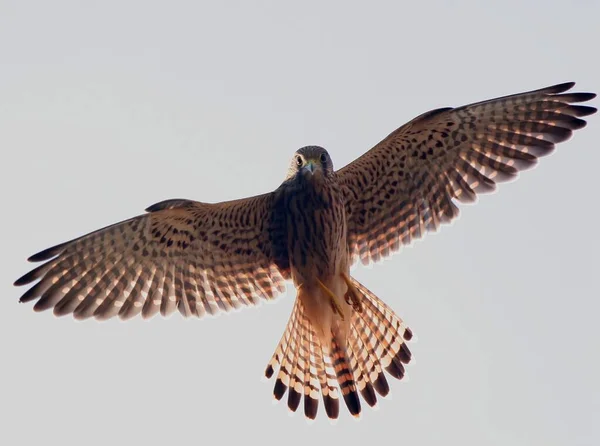 Tem Observado Este Kestrel Por Várias Semanas Natureza Passou Muitas — Fotografia de Stock