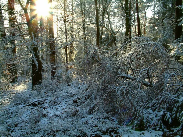 Förtrolla Den Naturliga Skogen — Stockfoto