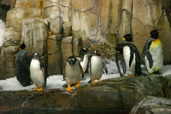 Королевский Пингвин Дикой Природе — стоковое фото