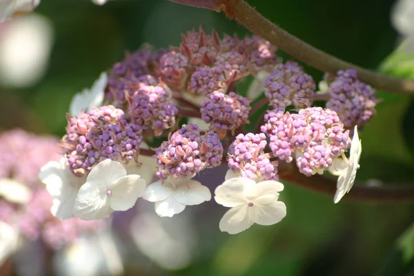 Vacker Botanisk Skott Naturliga Tapeter — Stockfoto