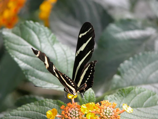 Primer Plano Mariposa Exótica Concepto Salvajismo — Foto de Stock