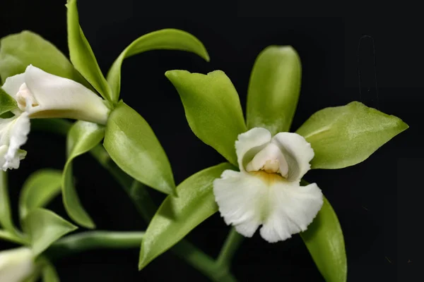 Piękne Botaniczne Ujęcie Naturalna Tapeta — Zdjęcie stockowe