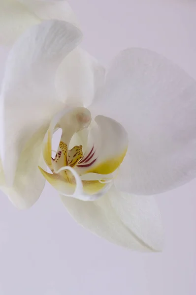 Расцветают Весенние Орхидеи — стоковое фото