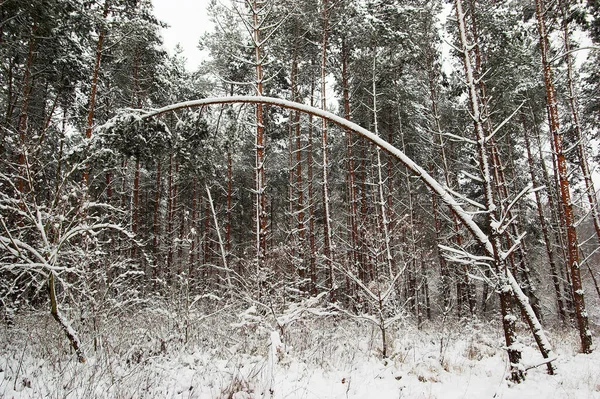 Widok Zimową Scenę — Zdjęcie stockowe