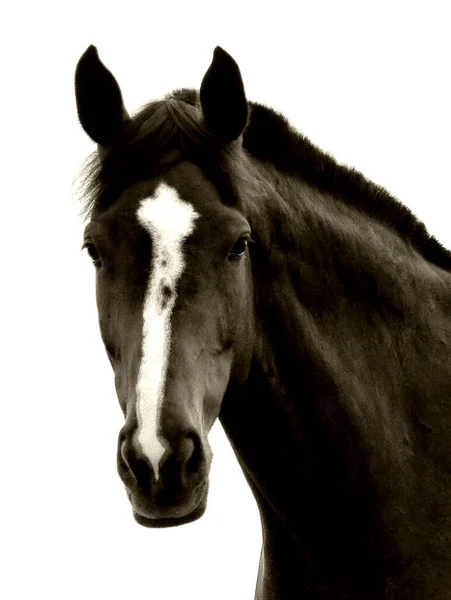 Schattig Paard Wilde Natuur — Stockfoto