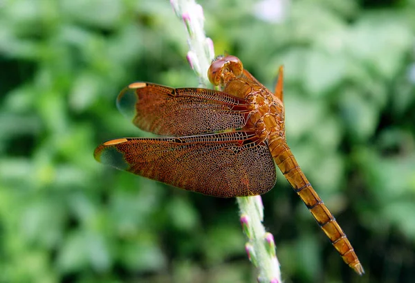 Dragonfly Warming Purpose Blood Pressed Capillaries Here White Wings Aligning — Stock Photo, Image