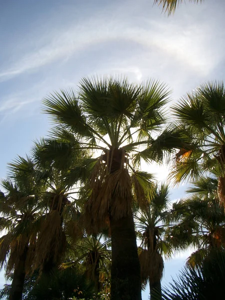 Arka Planda Palmiye Ağaçları — Stok fotoğraf