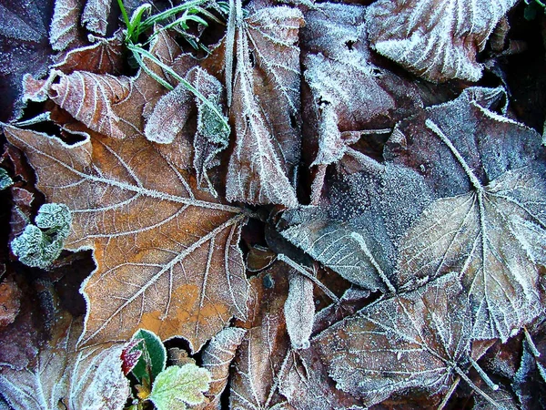 Natuurlijke Flora Loof Plantkunde — Stockfoto