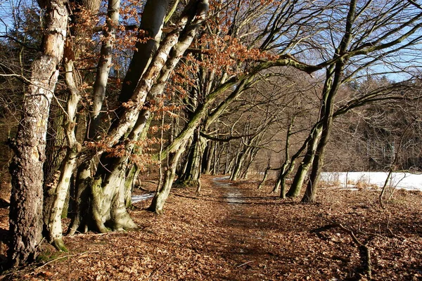 Bayern Offiziell Der Freistaat Bayern — Stockfoto