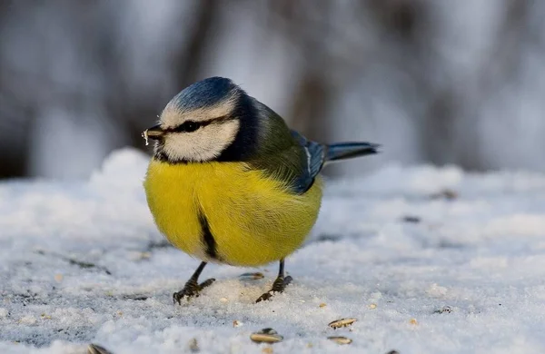 Vue Panoramique Bel Oiseau Nature — Photo