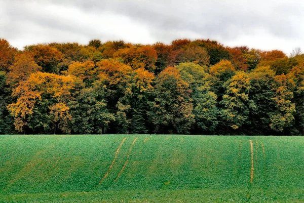 Höst Landskap Med Träd Och Grönt Gräs — Stockfoto