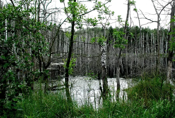 Ett Naturreservat Ett Skyddat Område Betydelse För Flora Fauna Eller — Stockfoto